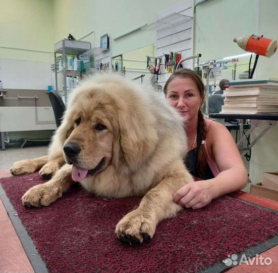 Груминг собак