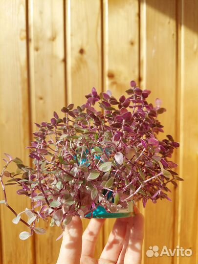 Коллизия, пеперомия, эухариус, столетник, кактус