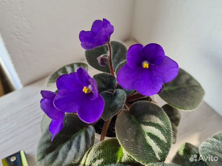 Темно-фиолетовые фиалки