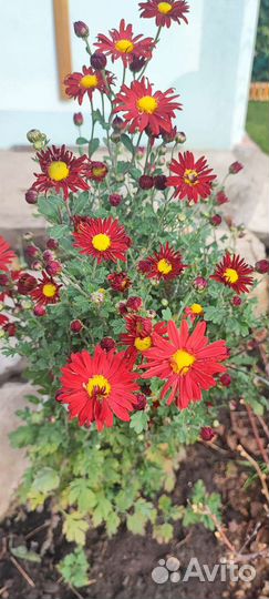 Петрушка свежая,Цветок Декабрист