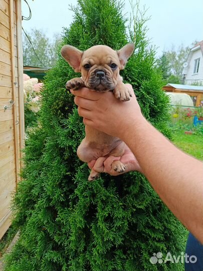 Французский бульдог щенки с документами