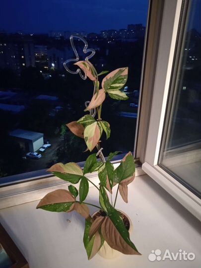 Комнатные растения
