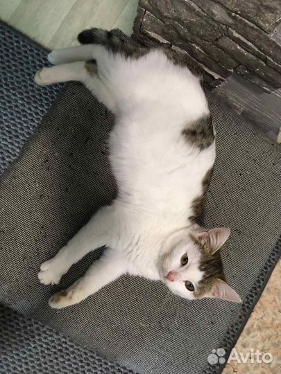 Котенок девочка 4 мес