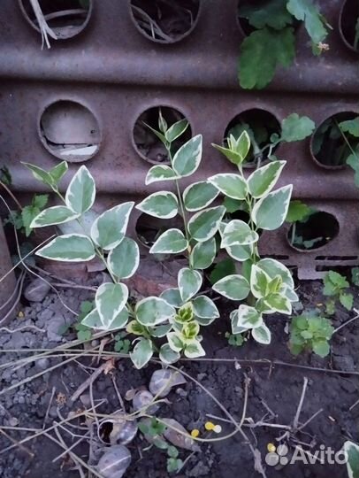 Барвинок большой Вариегата