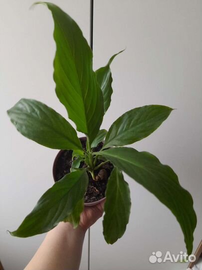 Спатифиллум пышные кустики плюс большие