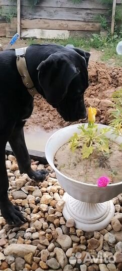 Немецкий дог