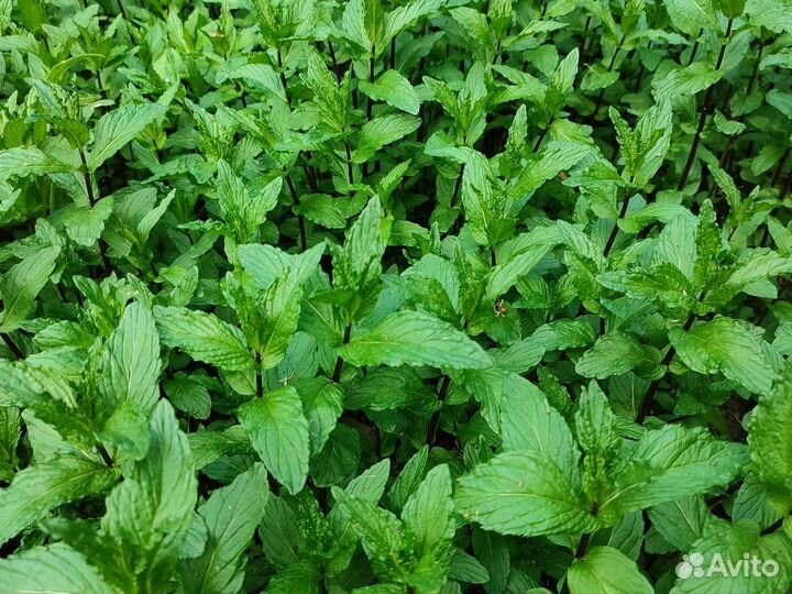 Мята перечная и мелиса