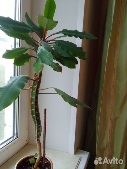 Комнатные цветы молочай