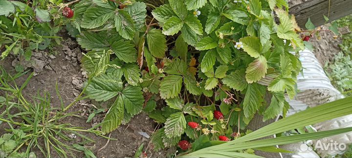 Ремонтантная земляника