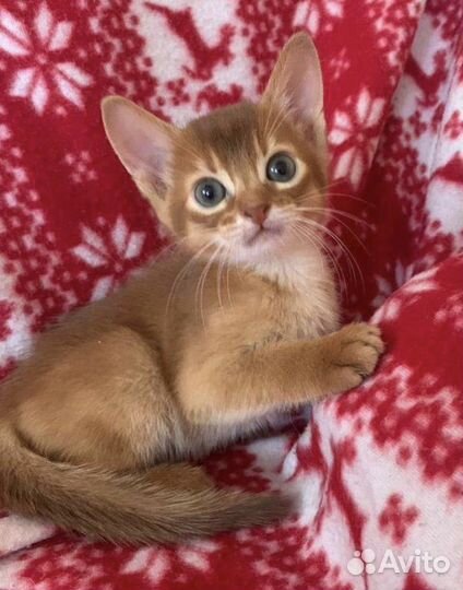 Абиссинские котята девочки Сорель