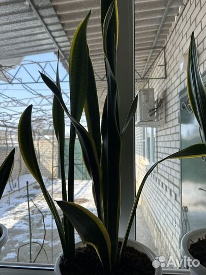 Сансевиерия