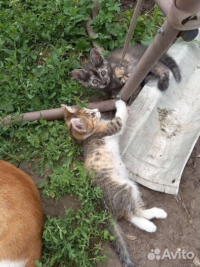 Кошки в добрые руки