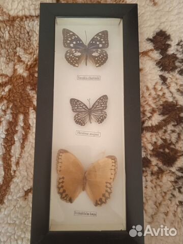 Коллекция бабочек в рамке