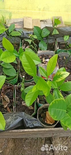 Саженцы лимона мейера