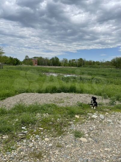 Участок 85 сот. (СНТ, ДНП)