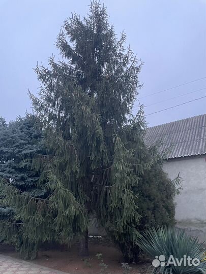 Ель голубая