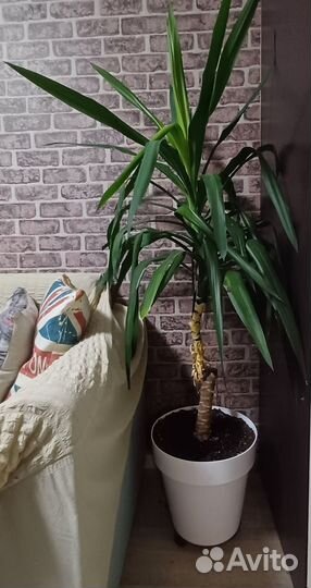 Пальма юкка