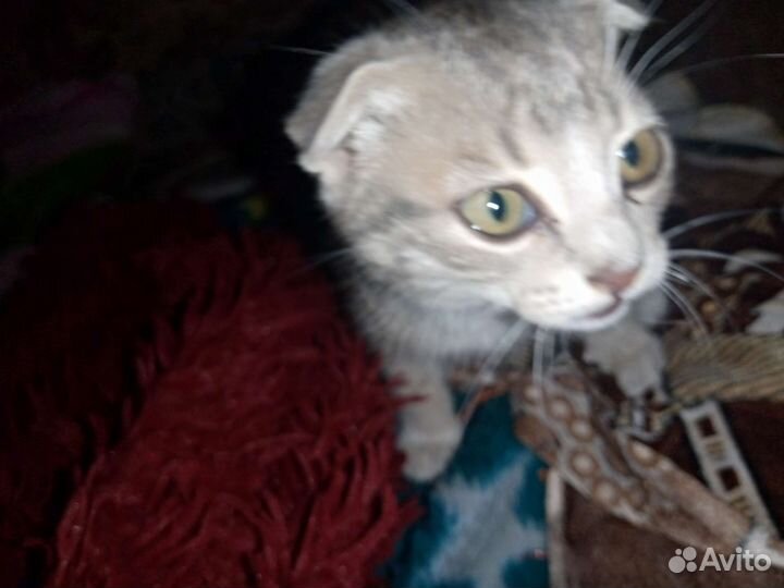 Британская кошка