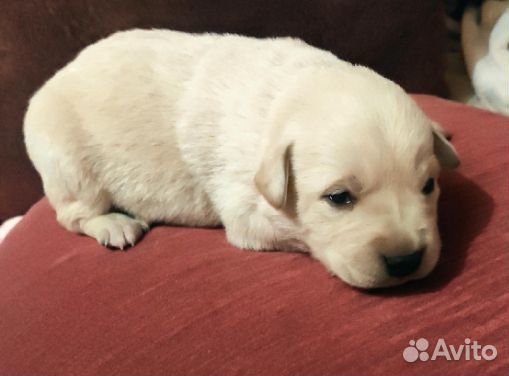 Щенок Лабрадора-Ретривера мальчик