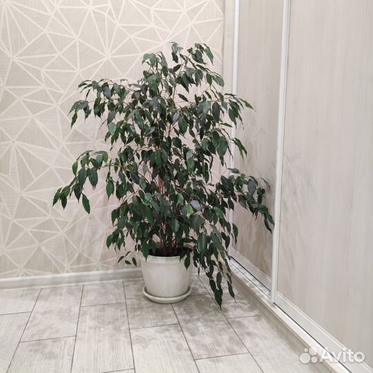 Фикус бенджамина большой
