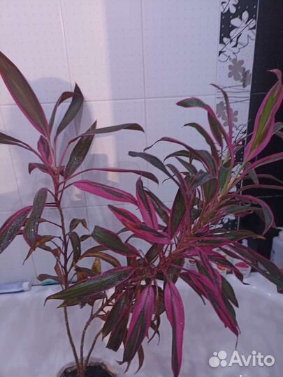 Кордилина цветок отдам