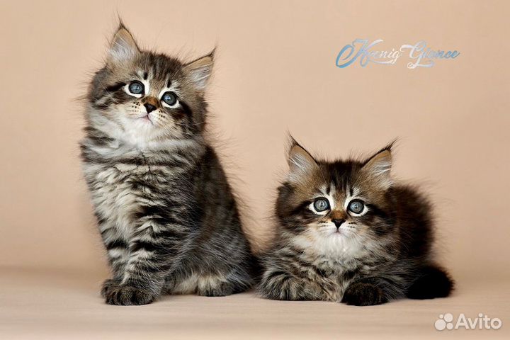 Сибирская кошечка