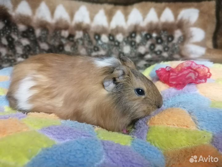 Морские свинки