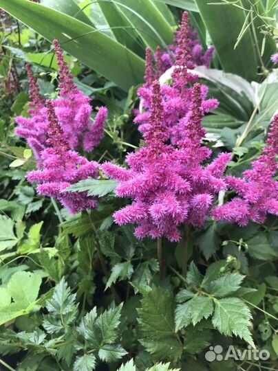 Астильба в ассортименте