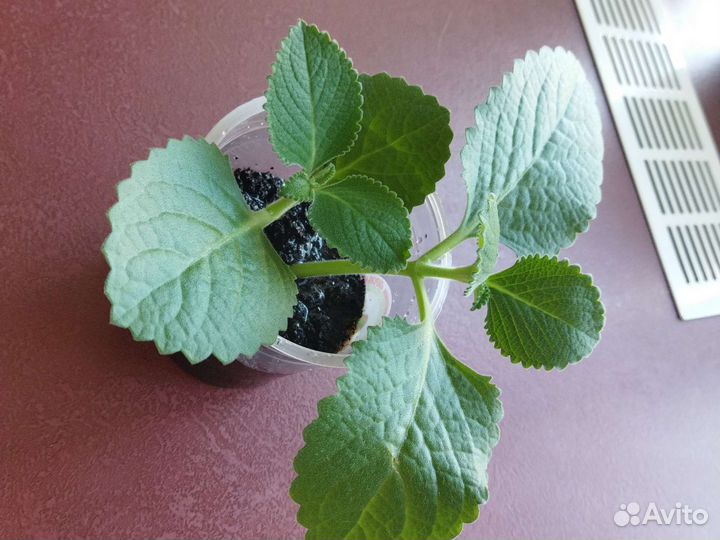 Домашняя мята