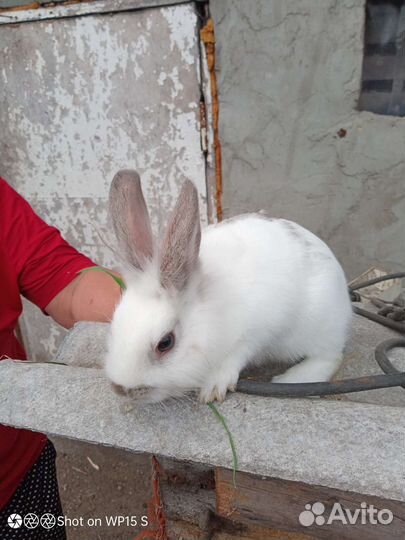 Декоративные кролики