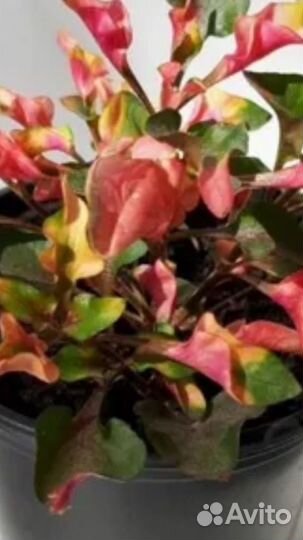 Альтернамтера