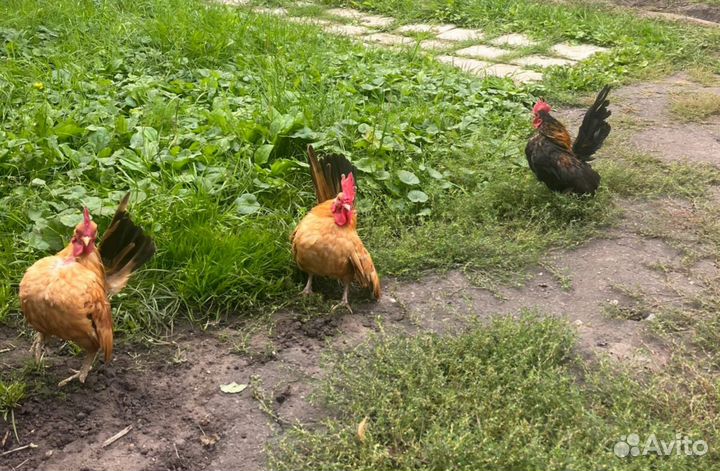 Куры Малазийская серама