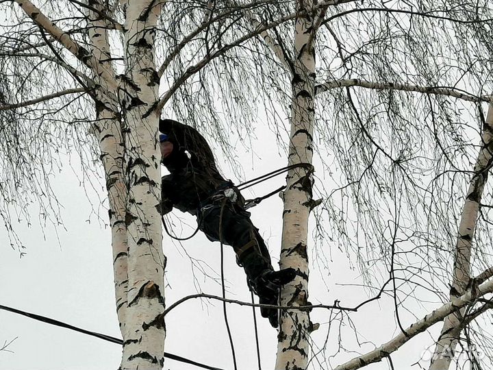 Спил деревьев