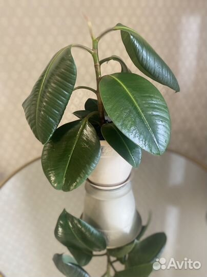 Фикус каучуконосный
