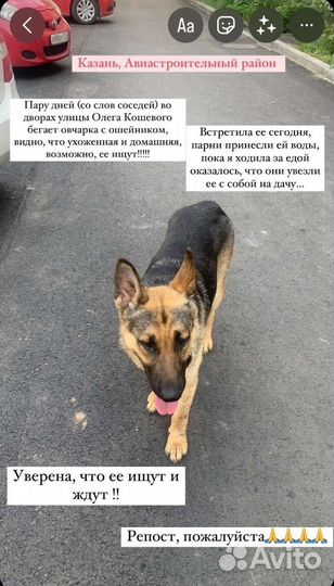 Найдена замечена собака. Авиастроительный район