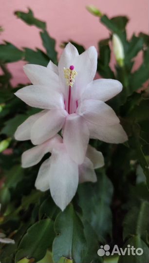 Шлюмбергеры разные, сортовые