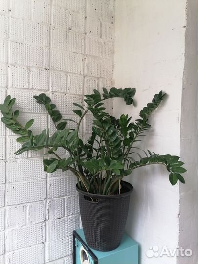 Замиокулькас