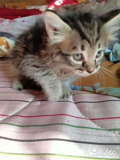 Котенок мальчик