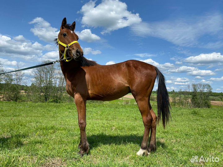 Жеребец рысак