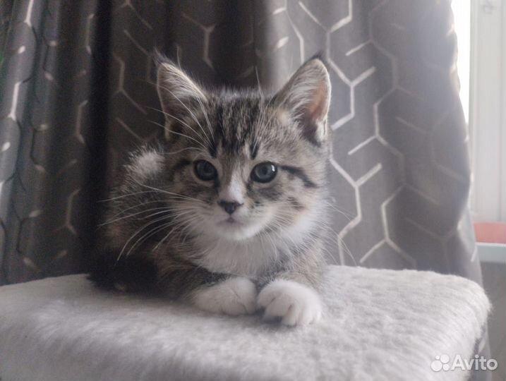 Тигровый табби