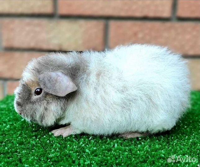 Морские свинки. Американский тедди