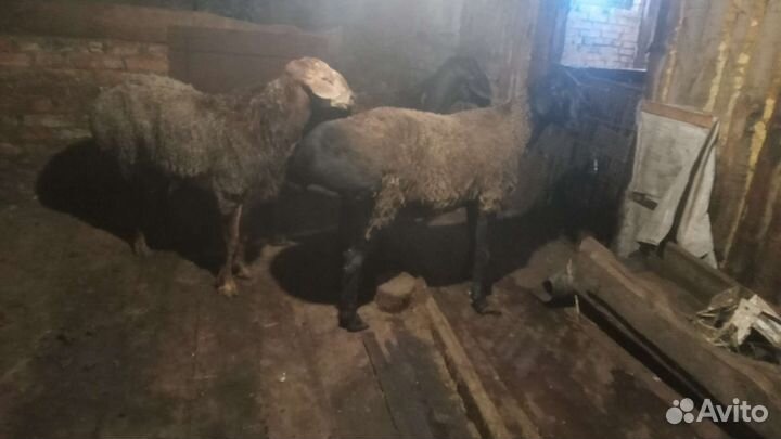 Курдючные бараны овцы