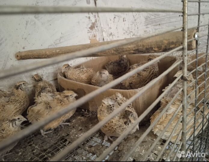 Перепелки несушки