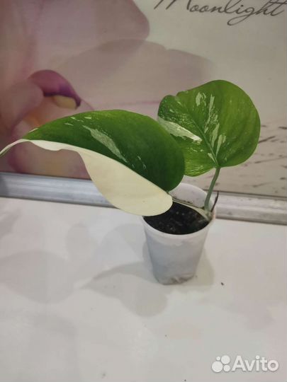 Антуриум кларинервиум