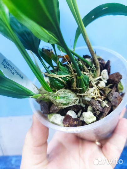 Орхидея - Бык. Stanhopea tigrina