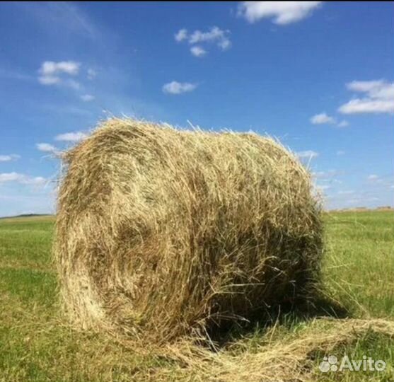 Сено