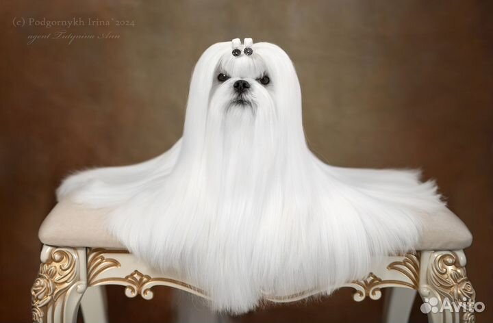 Мальтезе мальчики Корея