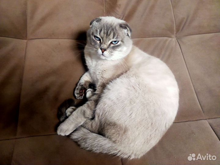 Шотландский кот вязка