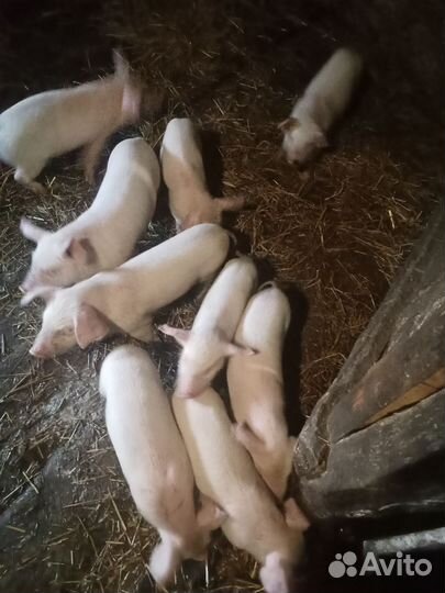 Поросята ландрас
