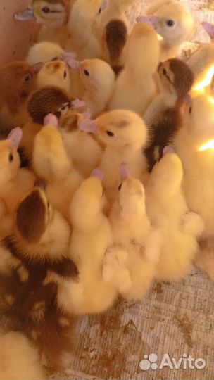 Утята, индоутка, мускусная утка